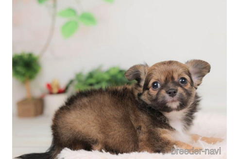 成約済の千葉県のチワワ(ロングコート)-207868の3枚目