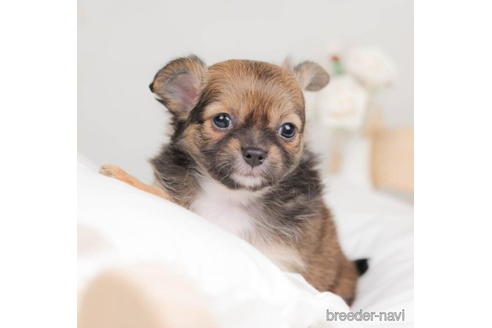 成約済の千葉県のチワワ(ロングコート)-207868の2枚目