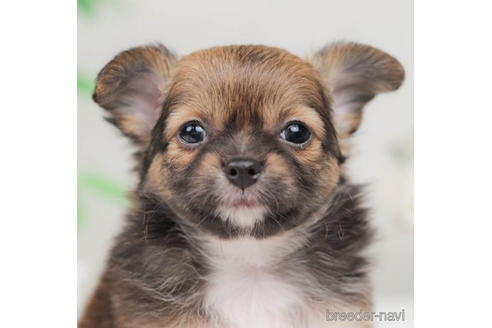 成約済の千葉県のチワワ(ロングコート)-207868の1枚目