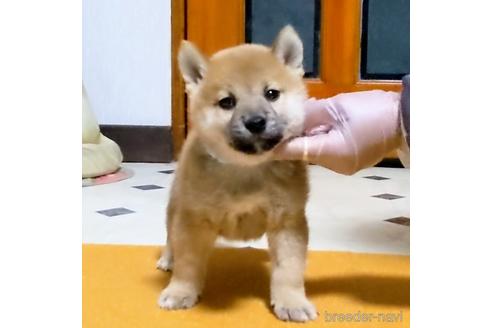 成約済の三重県の柴犬-207885の3枚目