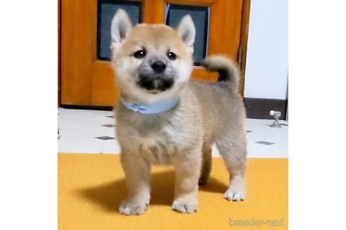 成約済の三重県の柴犬-207885の1枚目