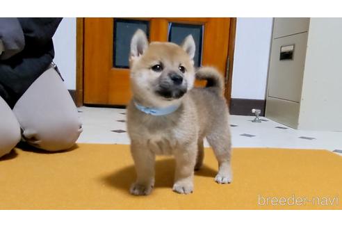 成約済の三重県の柴犬-207885の2枚目