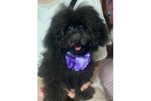 成約済の福岡県のタイニープードル-190917の1枚目