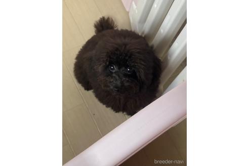 成約済の福岡県のタイニープードル-190917の2枚目