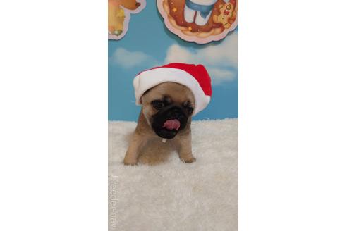 成約済の埼玉県のパグ-205833の1枚目