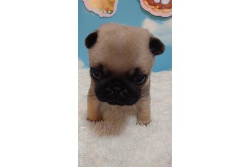 成約済の埼玉県のパグ-205833の4枚目