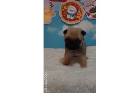 成約済の埼玉県のパグ-205833の3枚目