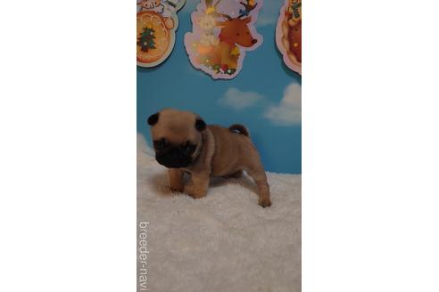 成約済の埼玉県のパグ-205833の2枚目