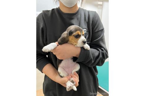 成約済の栃木県のビーグル-207917の7枚目