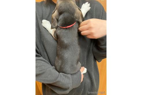 成約済の栃木県のビーグル-207917の6枚目