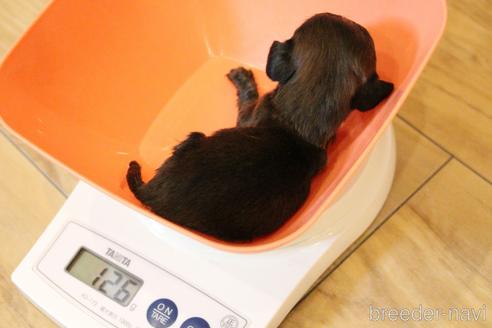 成約済の愛知県のカニンヘンダックスフンド(ロングヘアード)-207047の43枚目