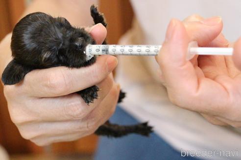 成約済の愛知県のカニンヘンダックスフンド(ロングヘアード)-207047の37枚目