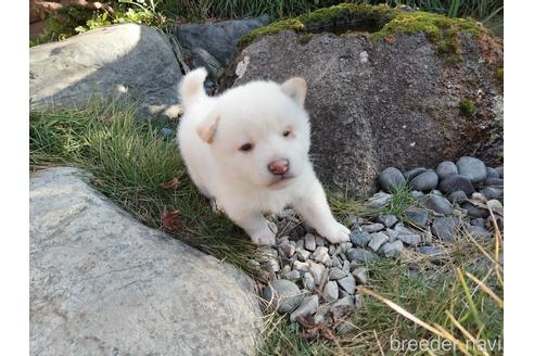 成約済の岡山県の柴犬-203927の1枚目