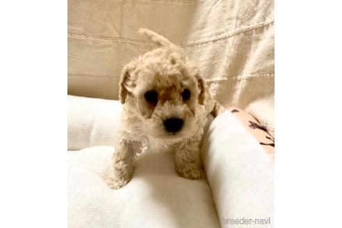 成約済の東京都のミックス犬-204489の5枚目