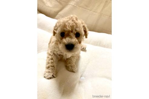 成約済の東京都のミックス犬-204489の3枚目