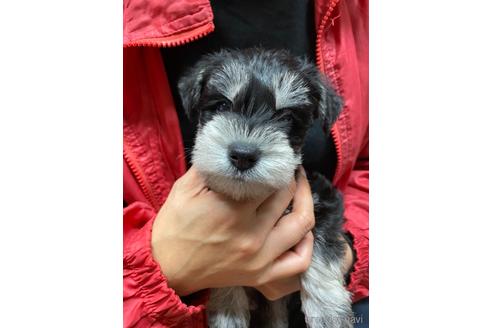 成約済の静岡県のミニチュアシュナウザー-206062