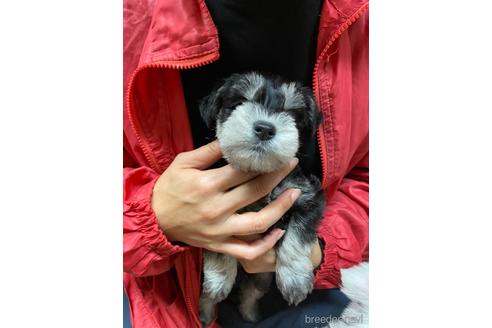 成約済の静岡県のミニチュアシュナウザー-206062の2枚目