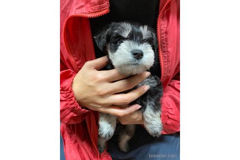 成約済の静岡県のミニチュアシュナウザー-206062の3枚目