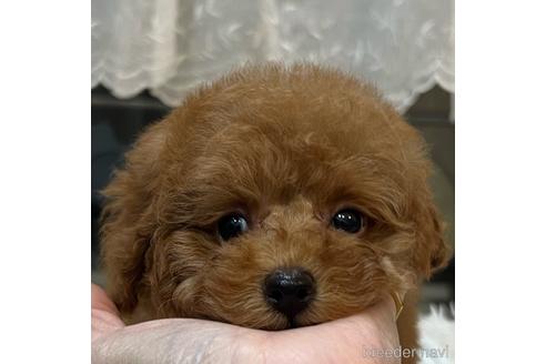 成約済の石川県のトイプードル-208039の2枚目
