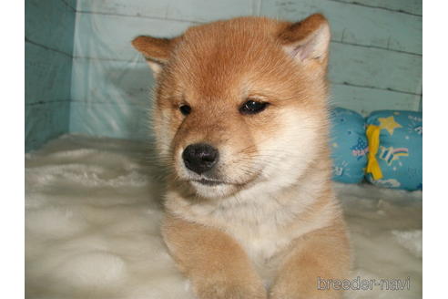 成約済の埼玉県の柴犬-208041の6枚目