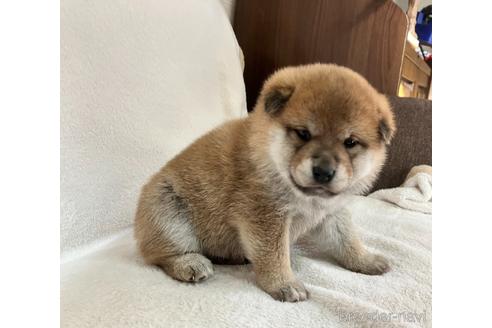 成約済の山形県の柴犬-208053の1枚目