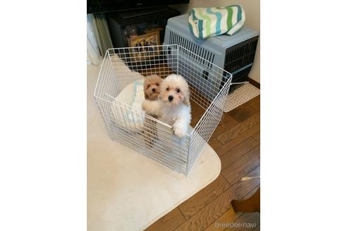 成約済の東京都のミックス犬-194278の26枚目