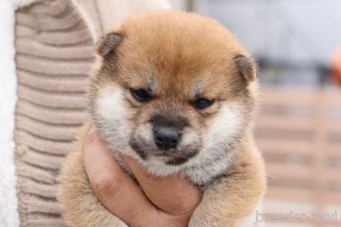 成約済の埼玉県の柴犬-208071の1枚目