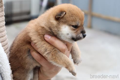 成約済の埼玉県の柴犬-208071の4枚目