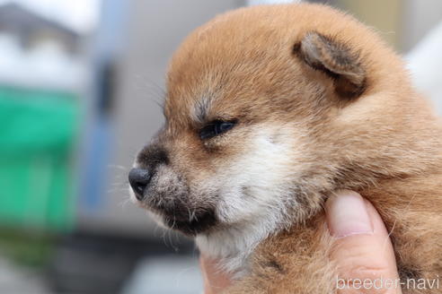 成約済の埼玉県の柴犬-208071の2枚目