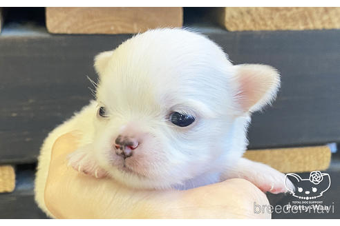 成約済の愛知県のチワワ(ロングコート)-208099の3枚目