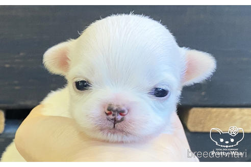 成約済の愛知県のチワワ(ロングコート)-208099の4枚目