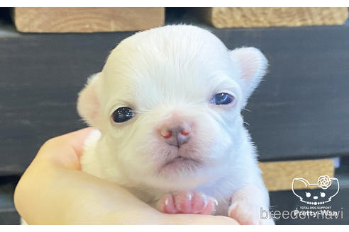 成約済の愛知県のチワワ(ロングコート)-208101の1枚目