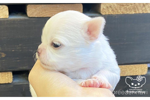 成約済の愛知県のチワワ(ロングコート)-208101の2枚目