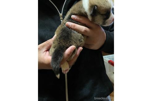 成約済の埼玉県のウェルシュコーギーペンブローク-208122の5枚目