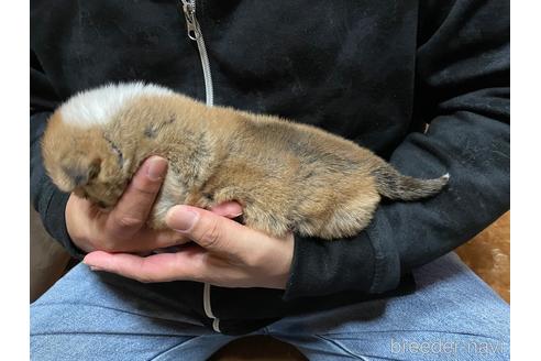 成約済の埼玉県のウェルシュコーギーペンブローク-208126の6枚目