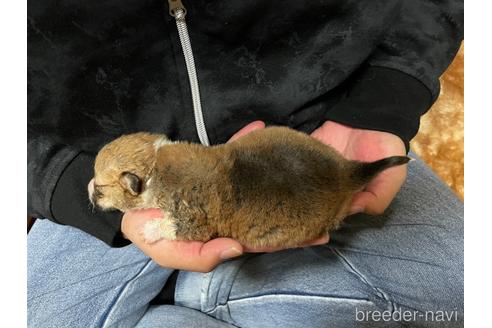 成約済の埼玉県のウェルシュコーギーペンブローク-208128の4枚目