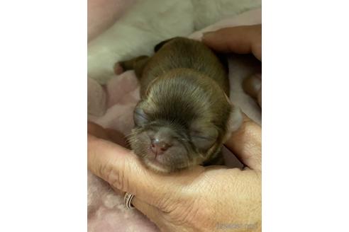 成約済の愛媛県のチワワ(ロングコート)-208137の16枚目