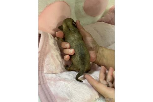 成約済の愛媛県のチワワ(ロングコート)-208137の15枚目