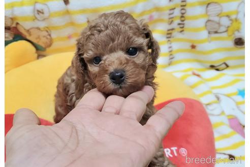 成約済の愛知県のタイニープードル-206073の8枚目