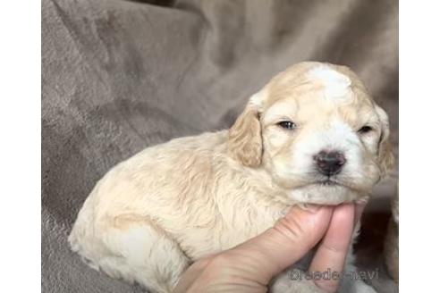 成約済の茨城県のミックス犬-208199の1枚目