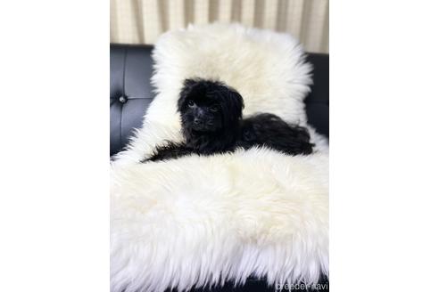 成約済の茨城県のチワプー:チワワ×トイプードル-185869の4枚目