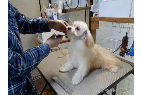 成約済の栃木県のマルプー:マルチーズ×トイプードル-184379の2枚目