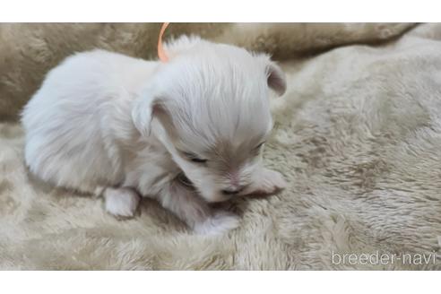 成約済の宮崎県のマルチーズ-208278の14枚目