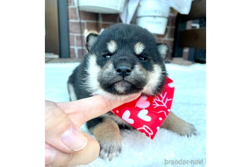 成約済の埼玉県の柴犬-208290の1枚目