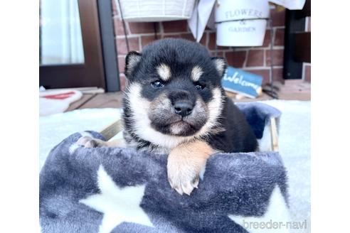 成約済の埼玉県の柴犬-208290の2枚目