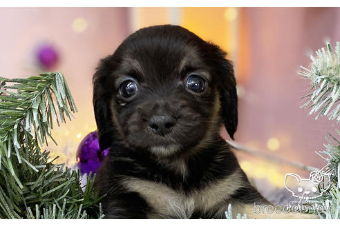 成約済の愛知県のチワックス:チワワ×ミニチュアダックスフンド-208292の1枚目