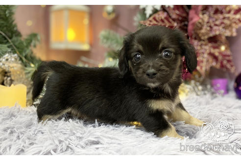 成約済の愛知県のチワックス:チワワ×ミニチュアダックスフンド-208292の3枚目