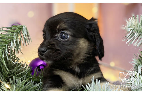 成約済の愛知県のチワックス:チワワ×ミニチュアダックスフンド-208292の4枚目