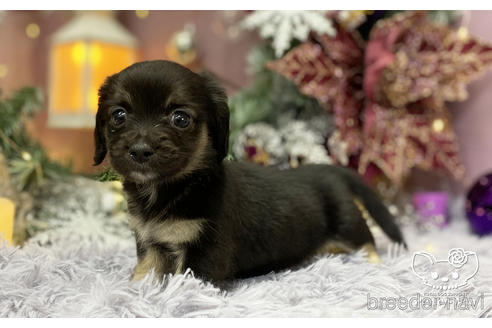 成約済の愛知県のチワックス:チワワ×ミニチュアダックスフンド-208292の2枚目