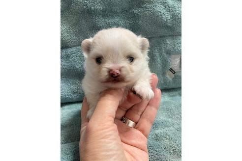 成約済の大阪府のポメラニアン-208354